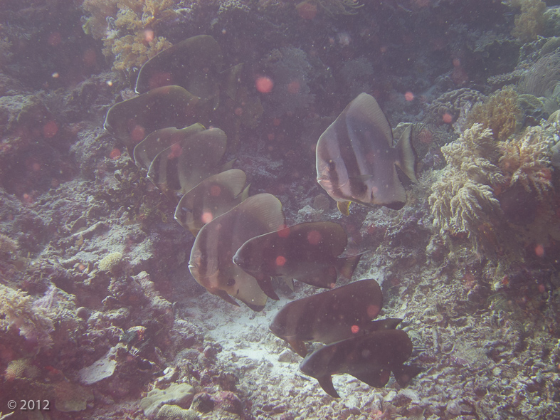 Spadefish