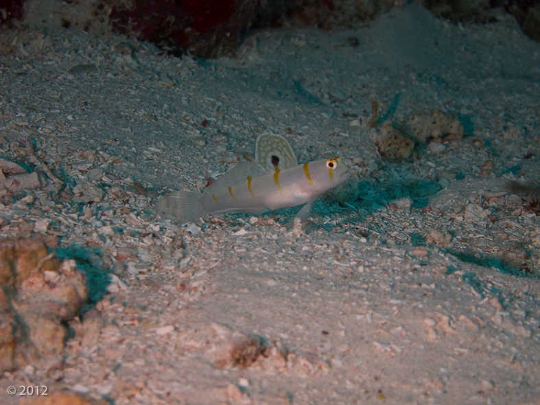 Randalls Shrimpgoby