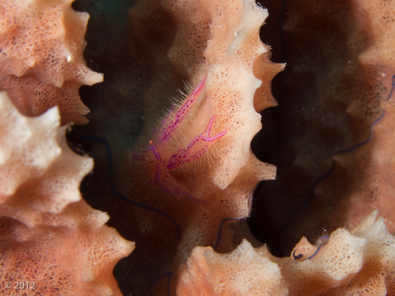 Hairy Squat Lobster