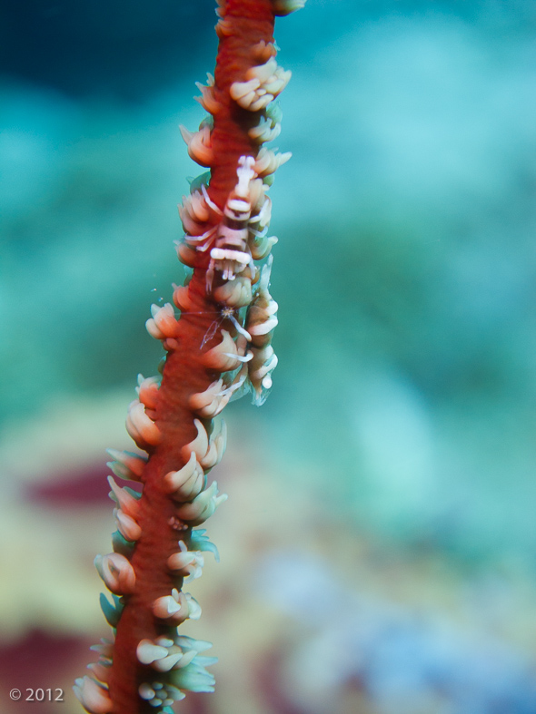 Zanzibar Whip Coral Shrimp