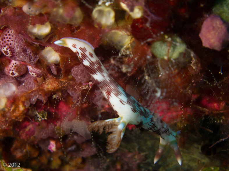 Lined Nembrotha Nudibranch