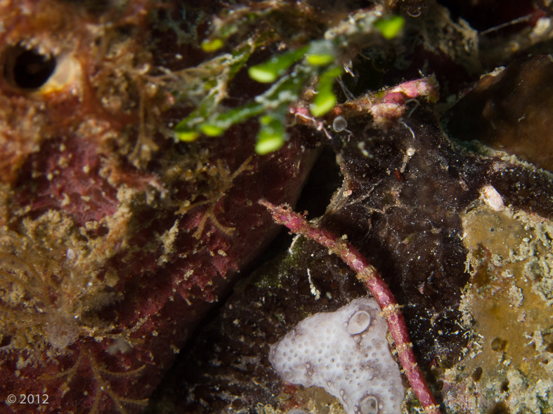 Winged Pipefish