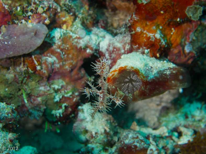 Ornate Ghost Pipefish 