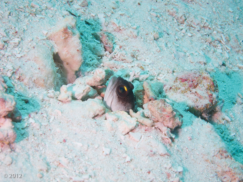 Yellobarred Jawfish