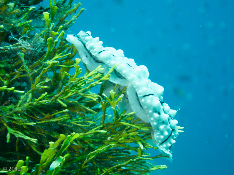 Shreen’s Phyllidiopsis Nudibranch