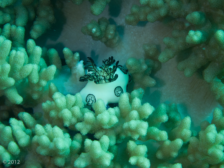 Funeral Jorunna Nudibranch