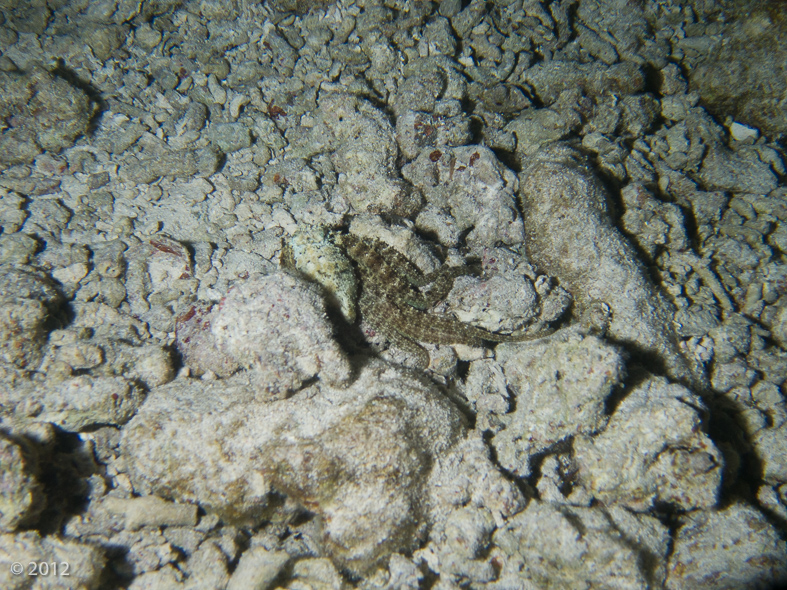 Algae Octopus