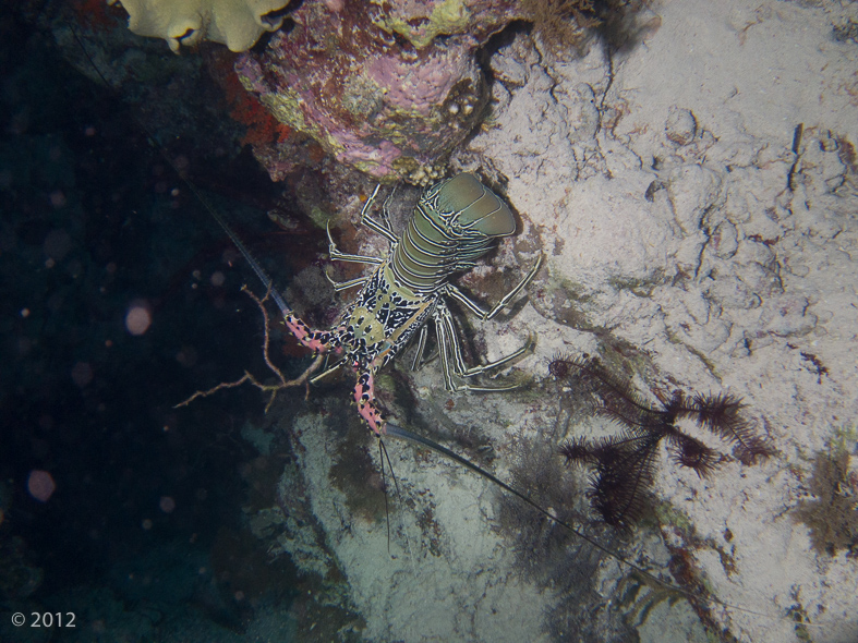 Painted Spiny Lobster