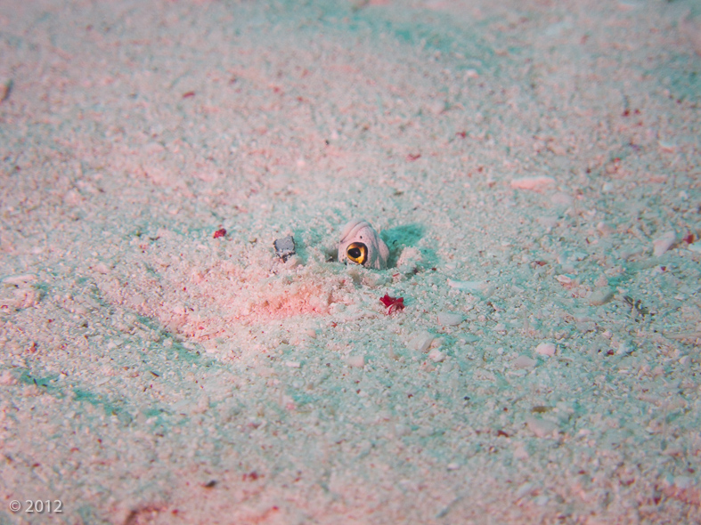 Spotted Garden Eel