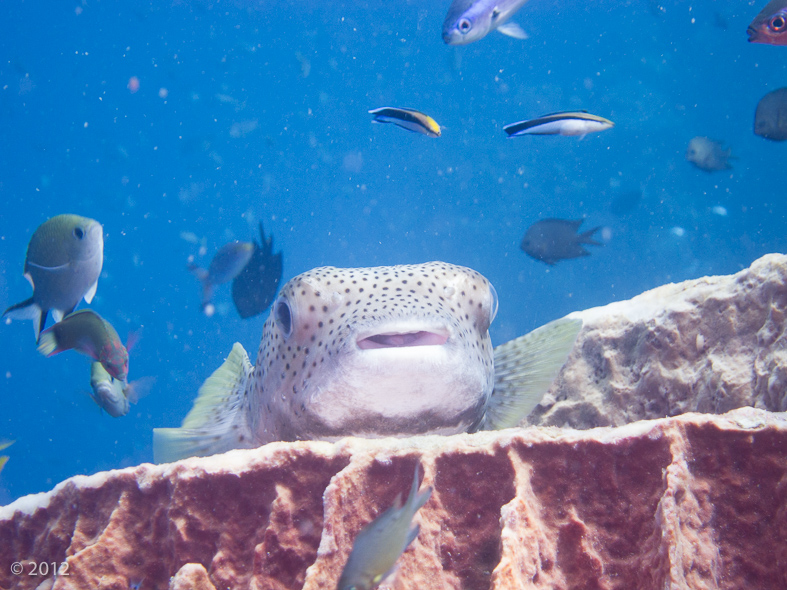 Black Spotted Porcupinefish