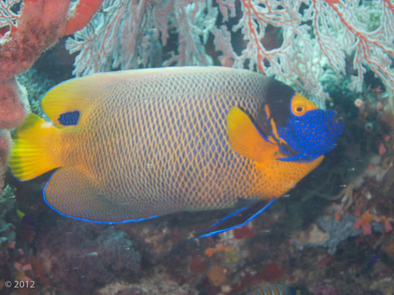 Yellow-mask Angelfish