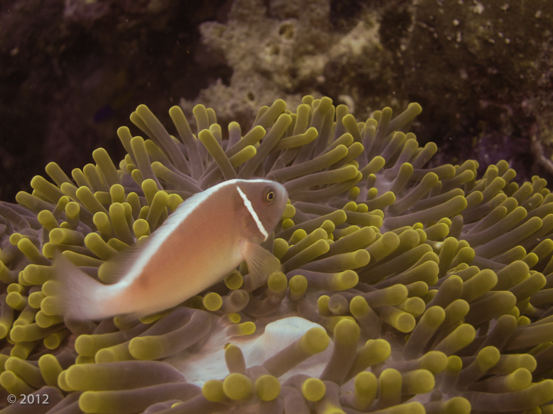 Pink Anemonefish