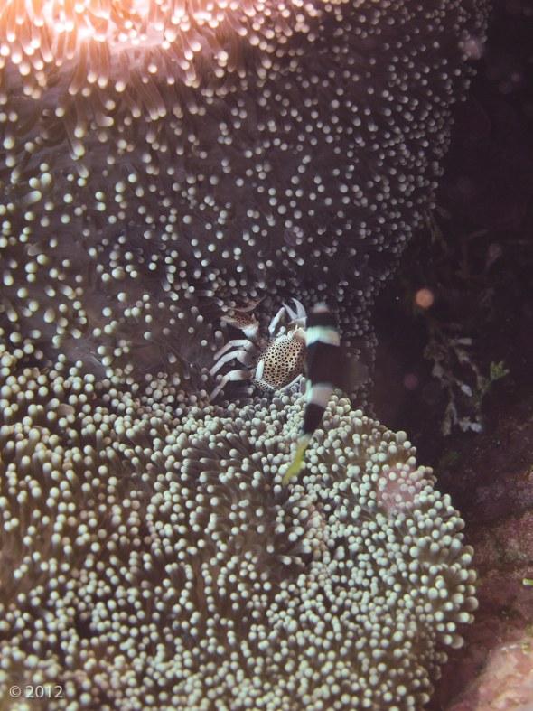 Spotted Porcelain Crab