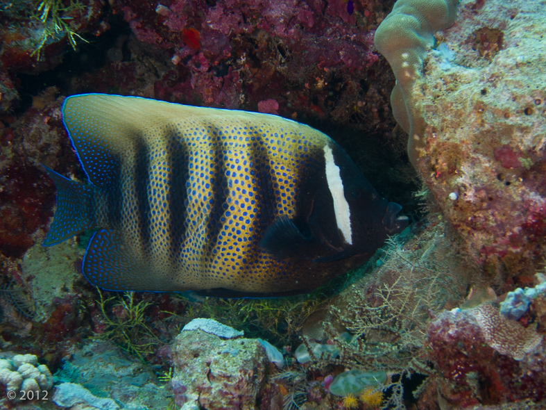 Six-Banded Angelfish