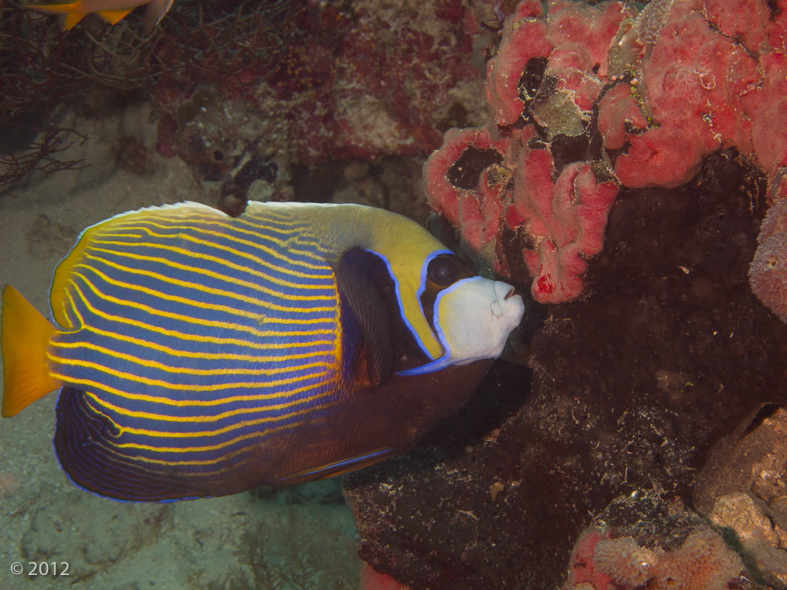 Emperor Angelfish