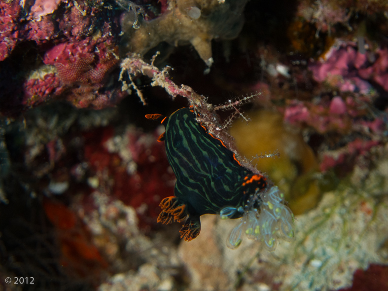 Kubaryana’s Nembrotha Nudibranch