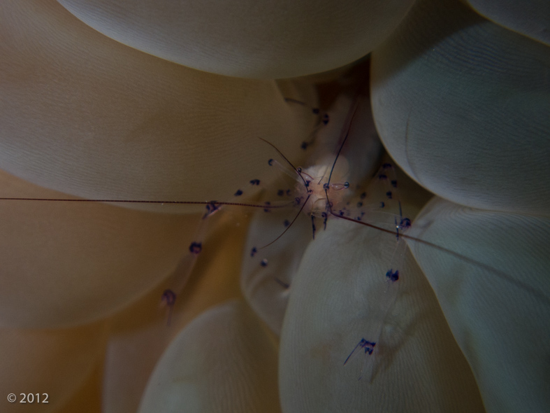 Bubble Coral Shrimp