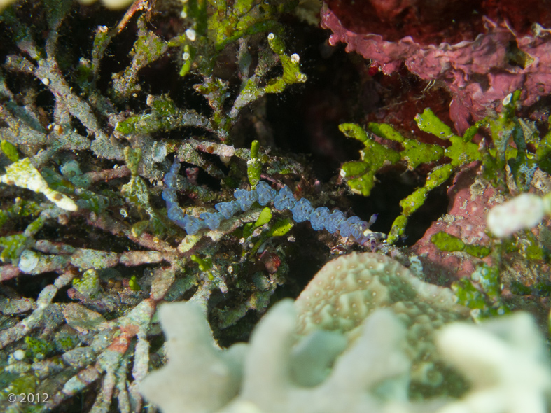 Blue Dragon Nudibranch