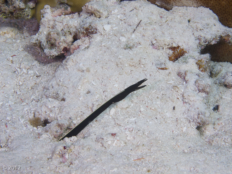 Ribbon Moray Eel