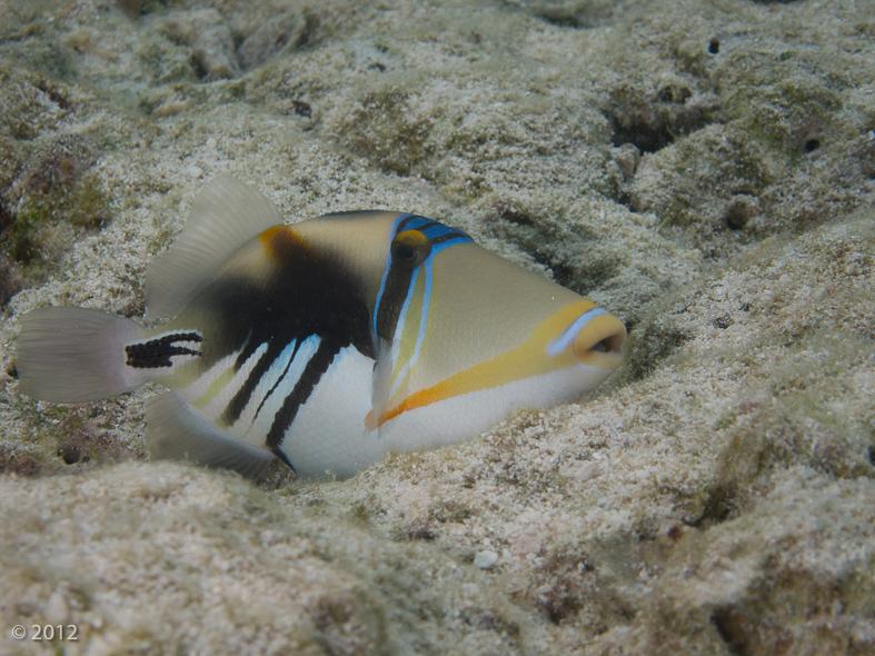 Picasso Triggerfish