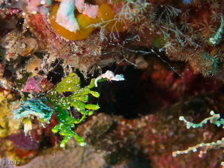 Coleman's Pygmi Seahorse