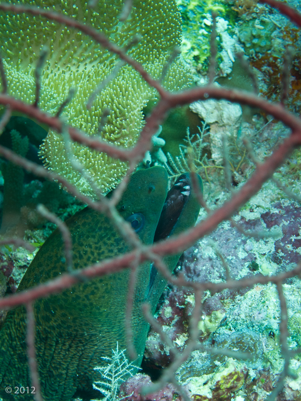 Giant Moray