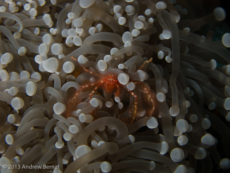 Orangutan Crab