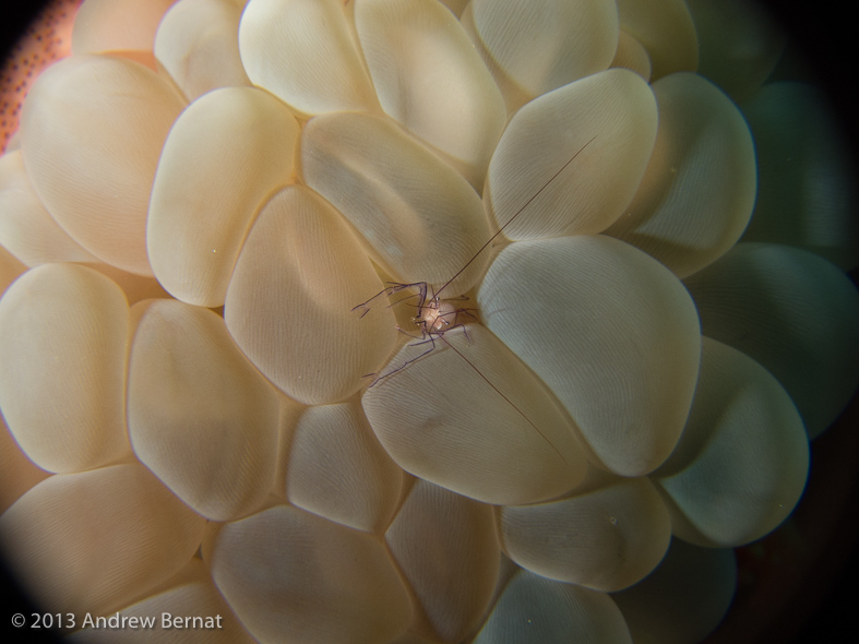 Bubble Coral Shrimp