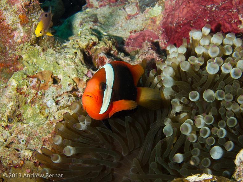 Red and Black Anemonefish