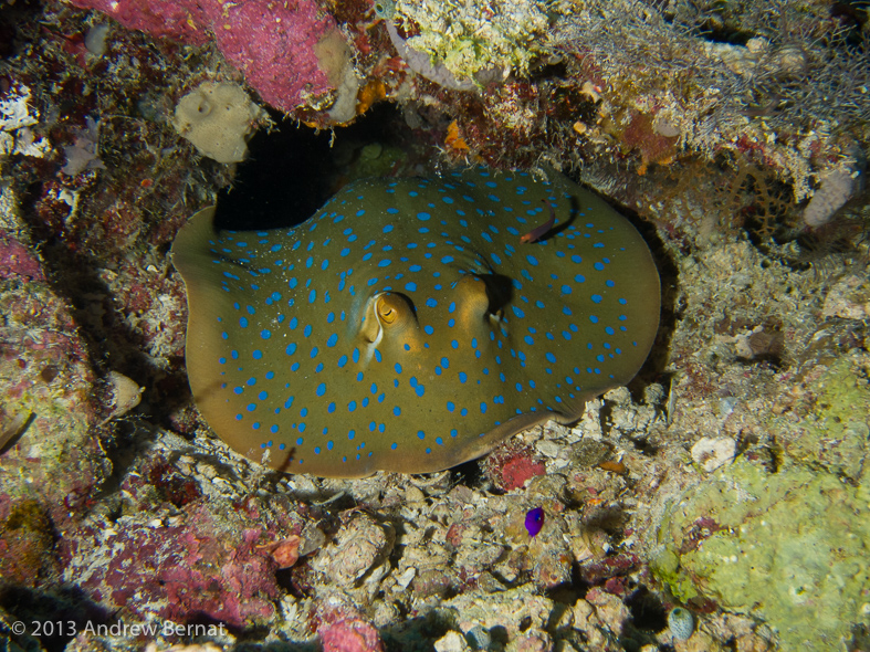 Blue-Spotted Stingray