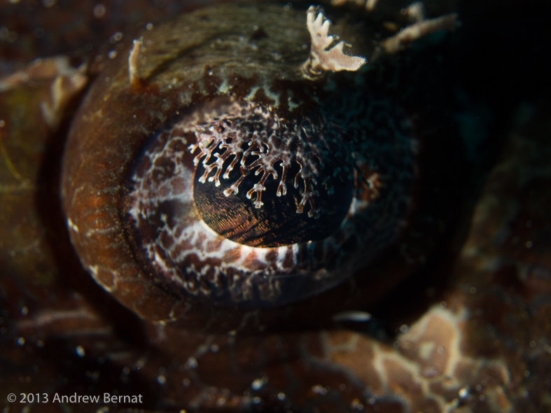 Crocodile Flathead