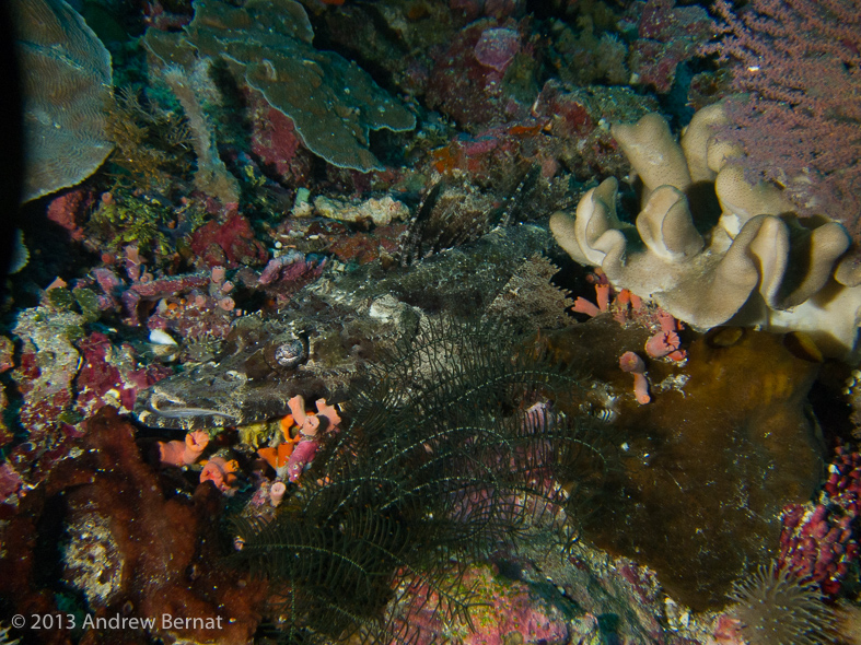 Crocodile Flathead