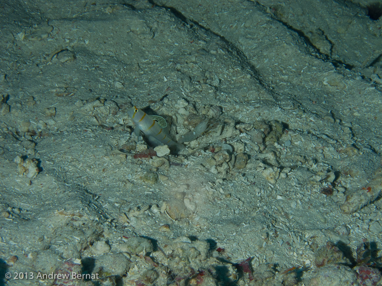 Randall's Shrimpgoby 