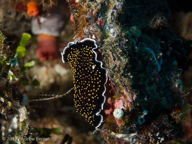 Flatworm