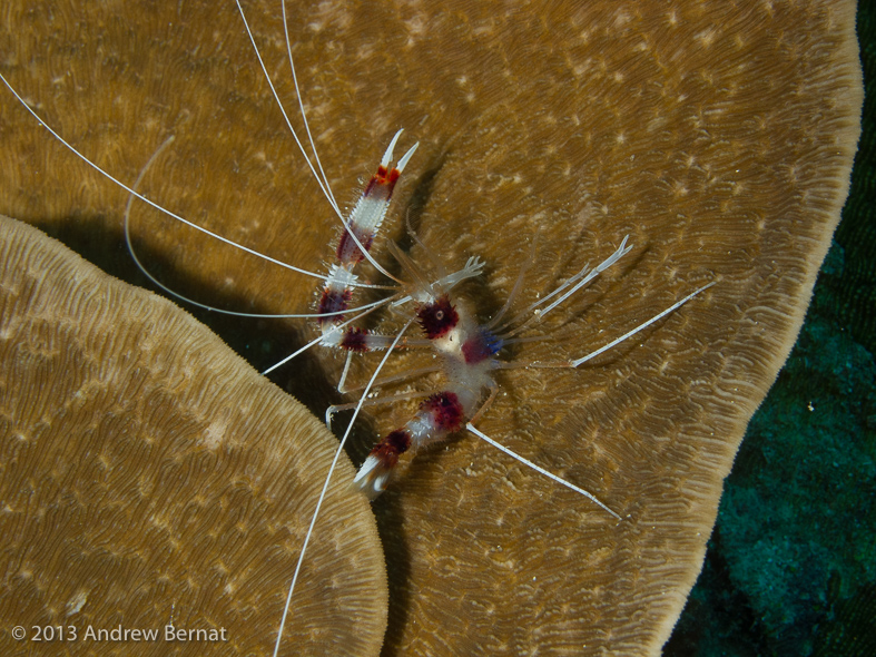 Banded Coral Shrimp 