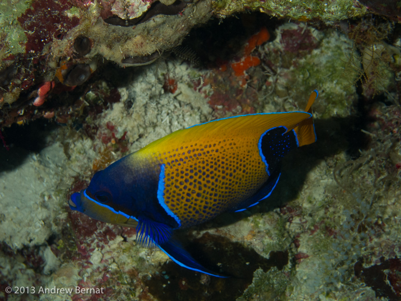 Blue-girdled Angelfish 