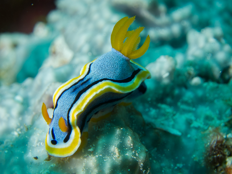 Anna's Chromodoris Nudibranch