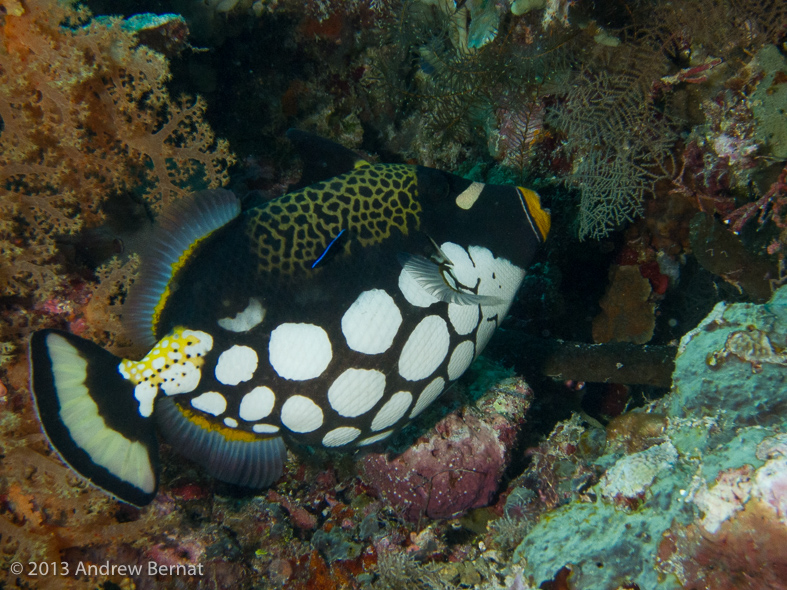 Clown Triggerfish