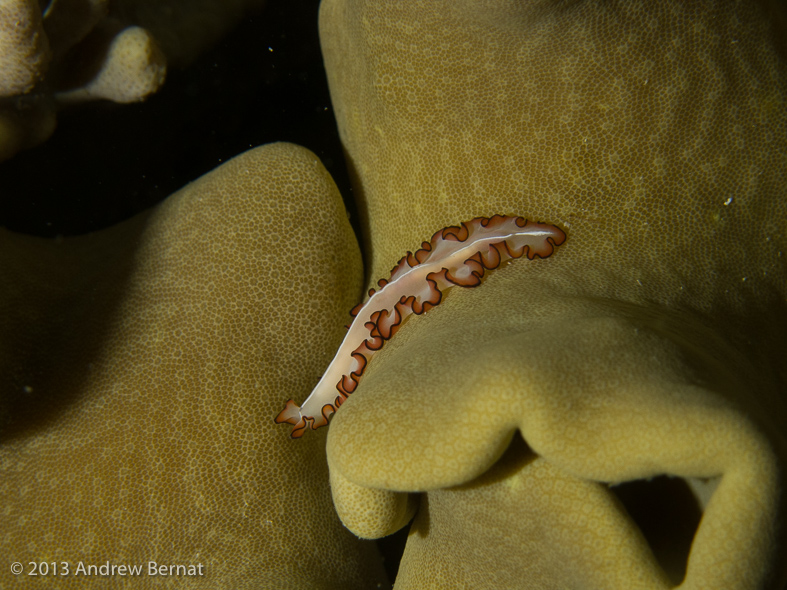 Flatworm