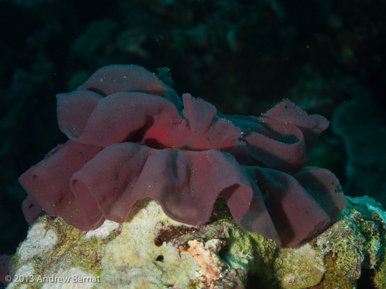 Spanish Dancer Nudibranch eggs