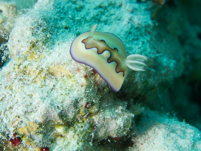 Co's Chromodoris