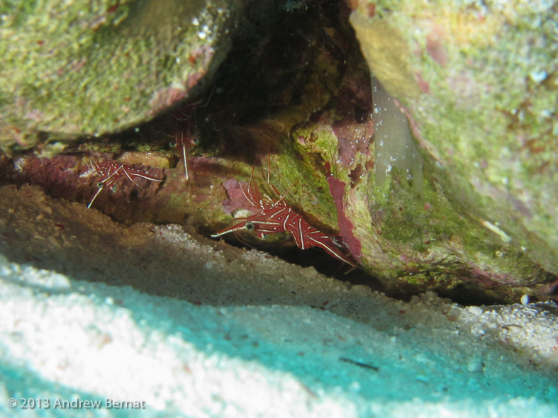 Ternate Cleaner Shrimp