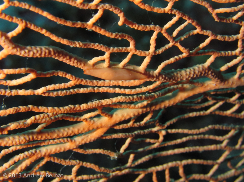 Tokio's Spindle Cowrie