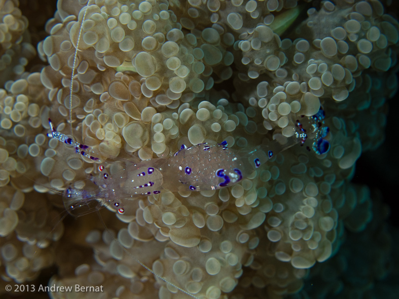 Sarasvati Anemone Shrimp