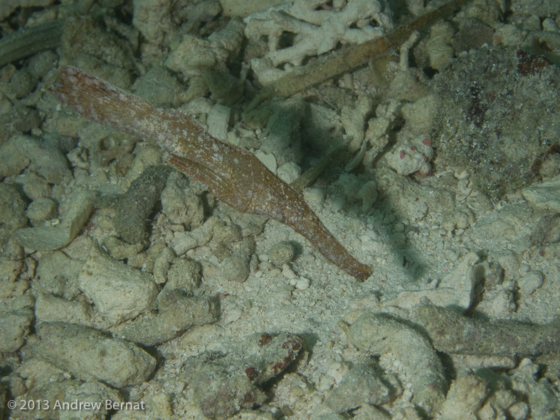 Robust Ghost Pipefish