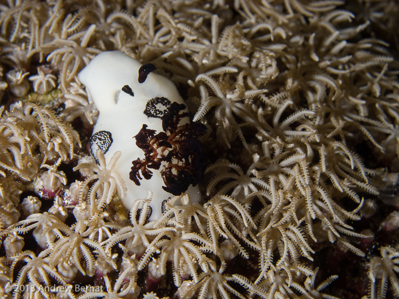 Funeral Jorunna Nudibranch