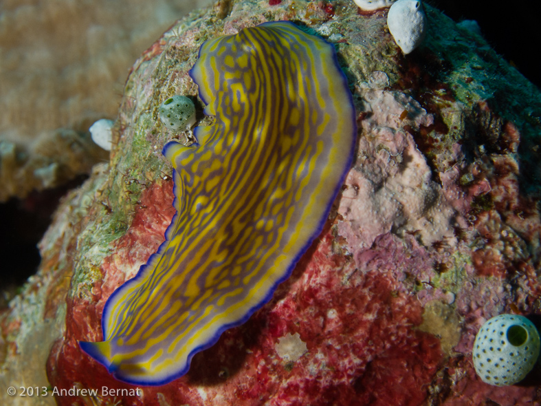 Gravier's Flatworm