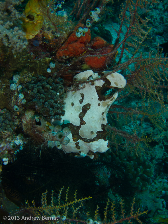 Giant Frogfish