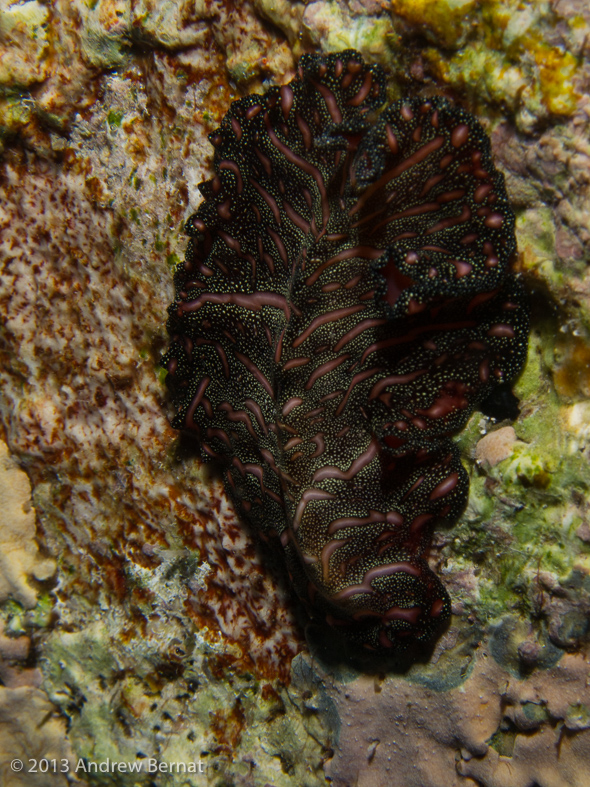 Persian Carpet Flatworm