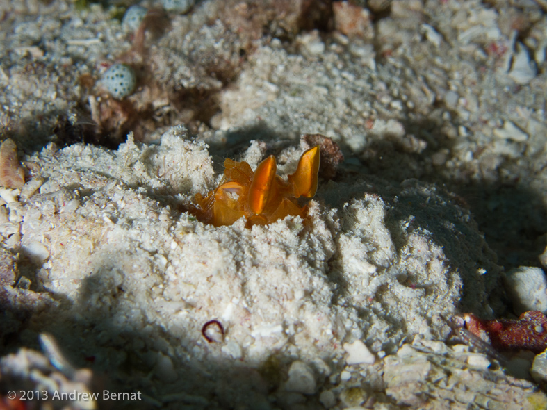 Golden Mantis Shrimp